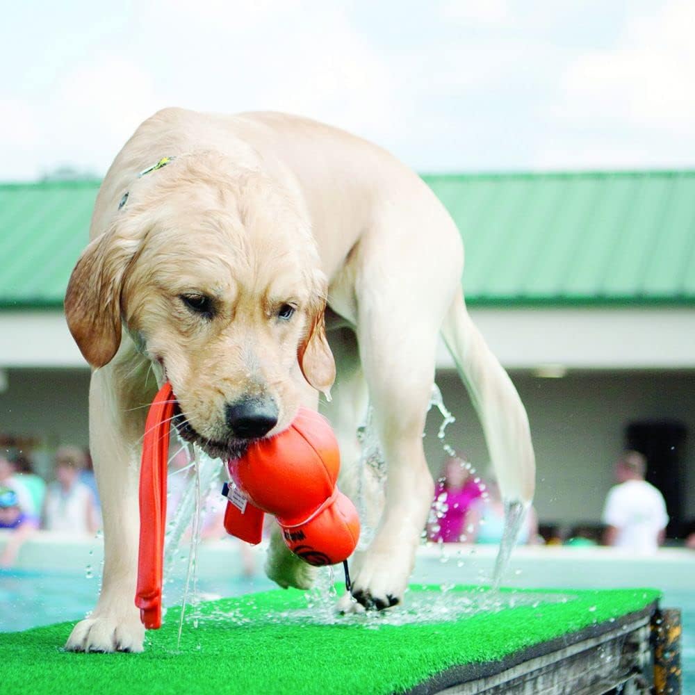 KONG – Wubba Wet – Schwimmendes Wasserspielzeug zum Apportieren (Farbvar.) – Für Grosse Hunde 1 Stüc
