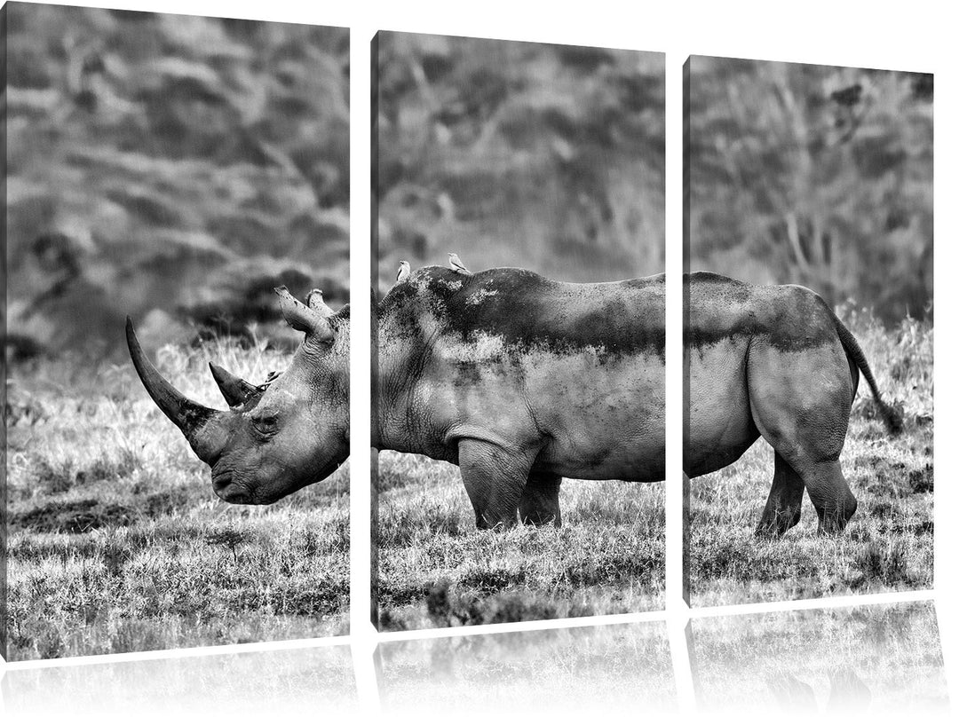 Pixxprint grosses Nashorn in der Savanne als Leinwandbild/Grösse: 3 Teilig (120x80) cm/Wandbild/Kuns