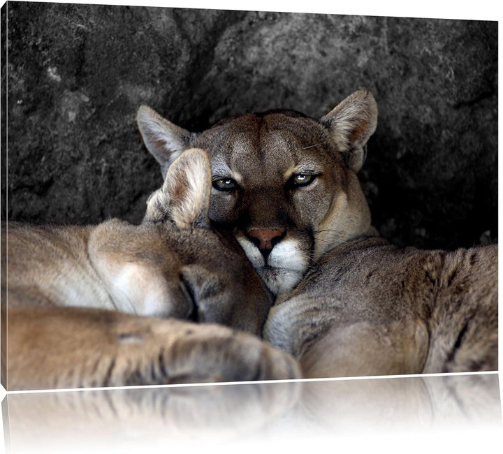 Pixxprint verschlafenes Puma Paar als Leinwandbild/Grösse: 100x70 / Wandbild/Kunstdruck/fertig bespa
