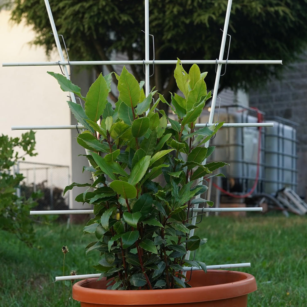 20 weisse unverwüstliche und langlebige Pflanzstäbe aus Glasfaser (GFK) 1 m x 7 mm + 25 Klammern 8-1