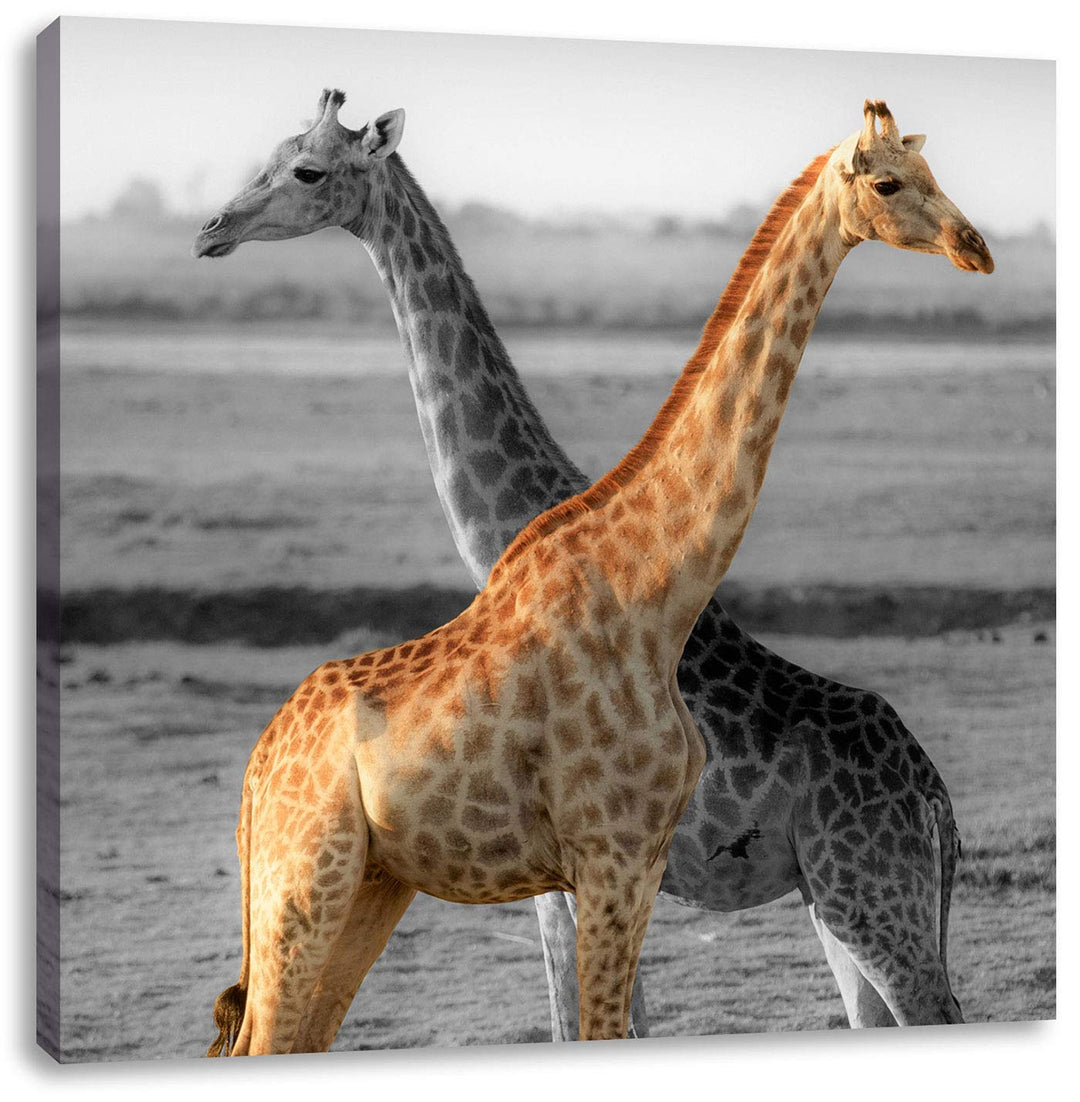 Pixxprint schöne Giraffen in der Steppe als Leinwandbild Quadratisch/Grösse: 70x70 / Wandbild/Kunstd