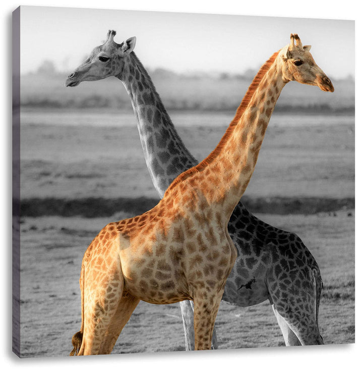 Pixxprint schöne Giraffen in der Steppe als Leinwandbild Quadratisch/Grösse: 70x70 / Wandbild/Kunstd