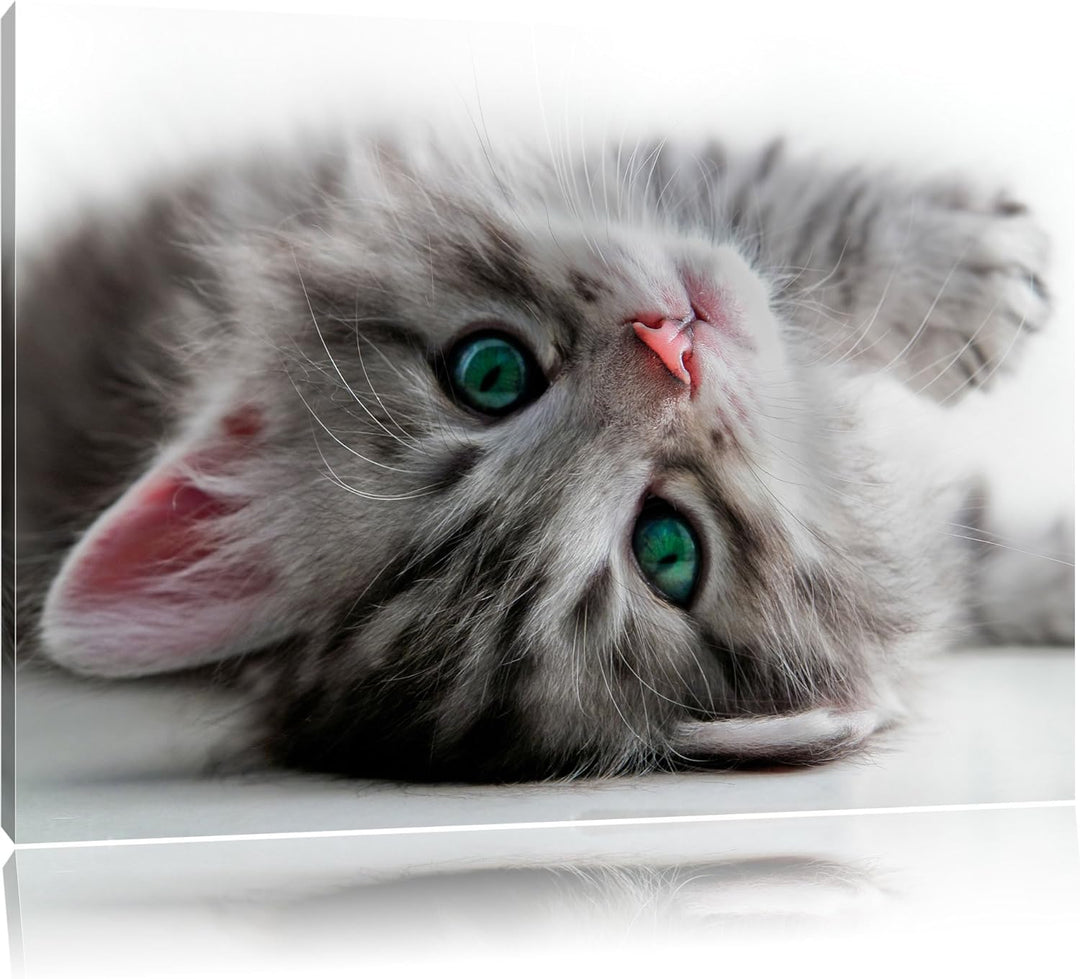 Süsses Katzenbaby, Format: 100x70 auf Leinwand, XXL riesige Bilder fertig gerahmt mit Keilrahmen, Ku