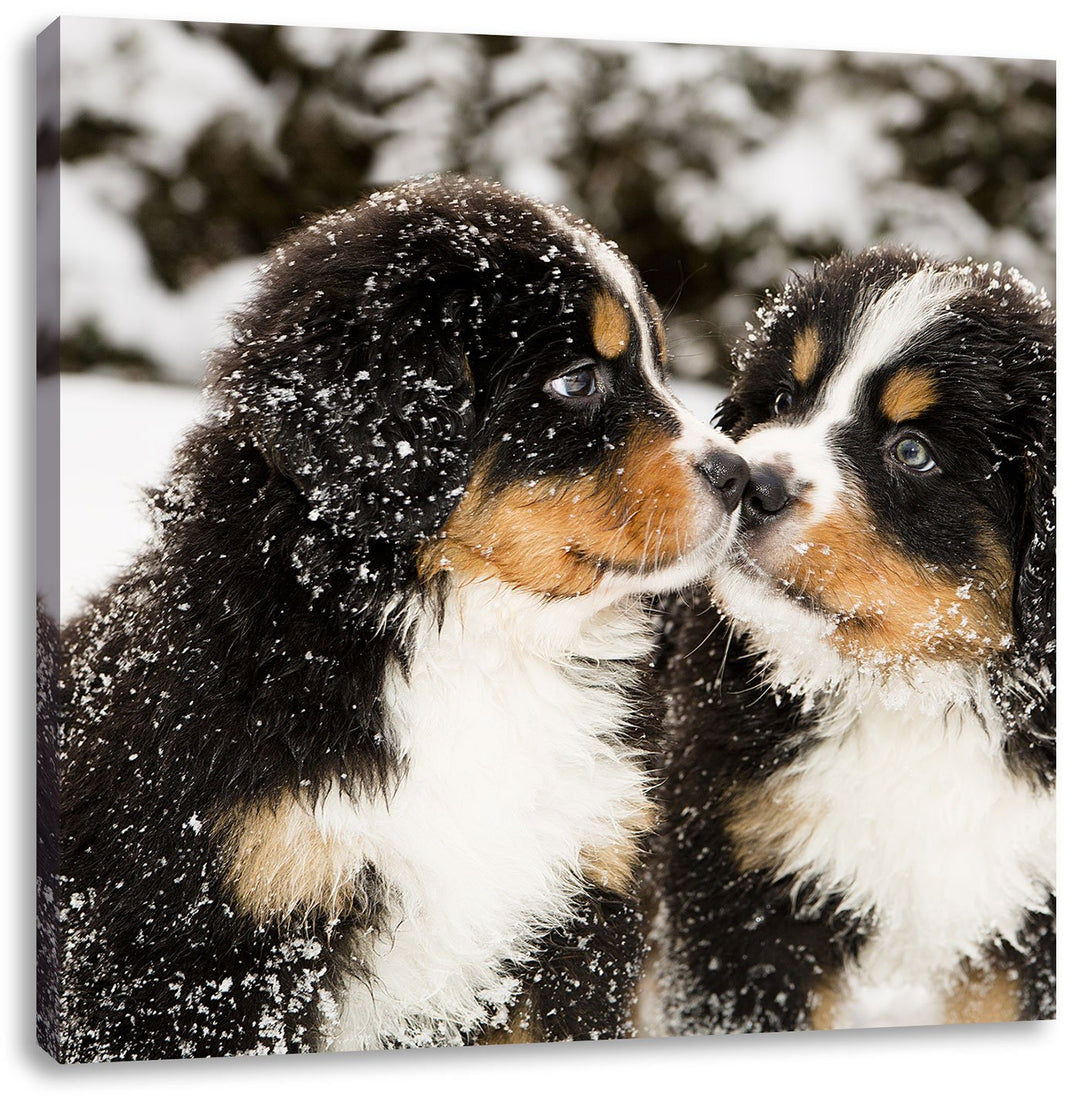 Pixxprint Bernersennen Hunde Welpen im Schnee, Format: 70x70 auf Leinwand, 70x70