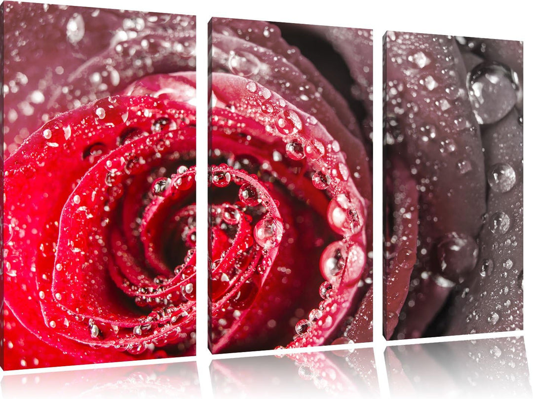 Pixxprint Rose mit Wassertropfen als Leinwandbild/Grösse: 3 Teilig (120x80) cm/Wandbild/Kunstdruck/f