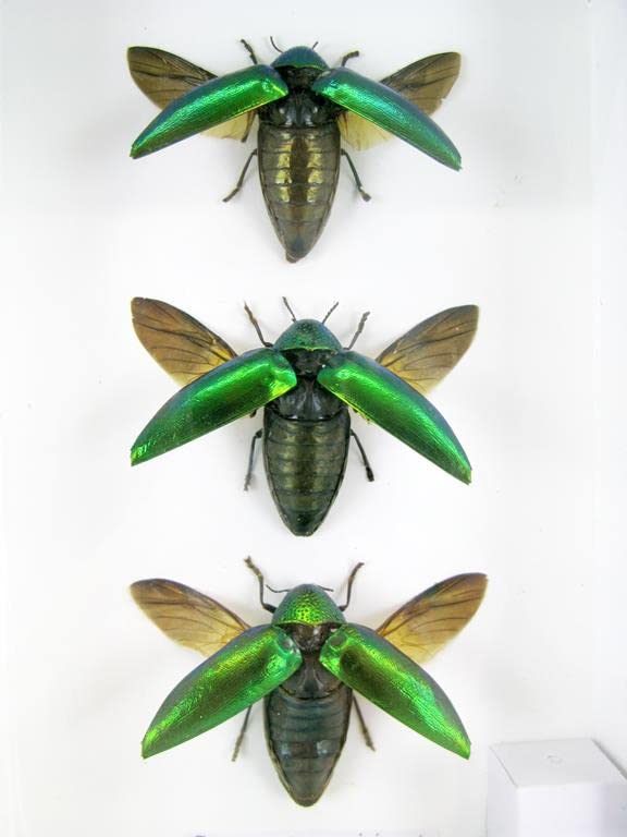 Echte exotische riesige Käfer, Insekten und Krabbler im Schaukasten - Insekten - Taxidermie (3 Stern