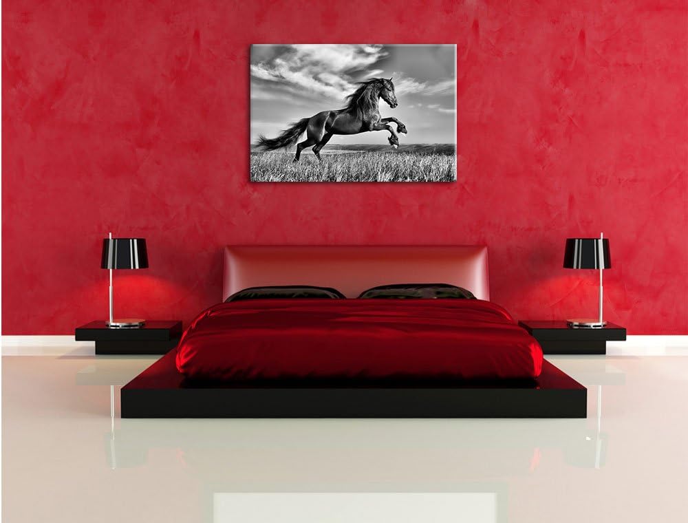 Pixxprint Monocrome, Schwarzer Hengst auf grünen Wiese, Format: 100x70 auf Leinwand, 100x70