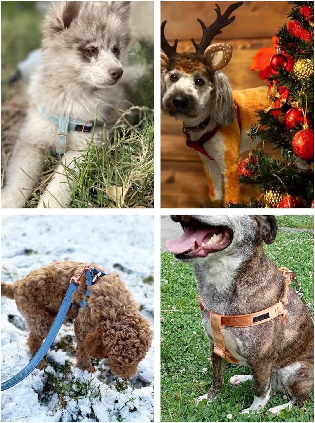 ARING PET Hunde-Halftergeschirr, Samt-Hundegeschirr, verstellbar, strapazierfähig, für Jungen und Mä