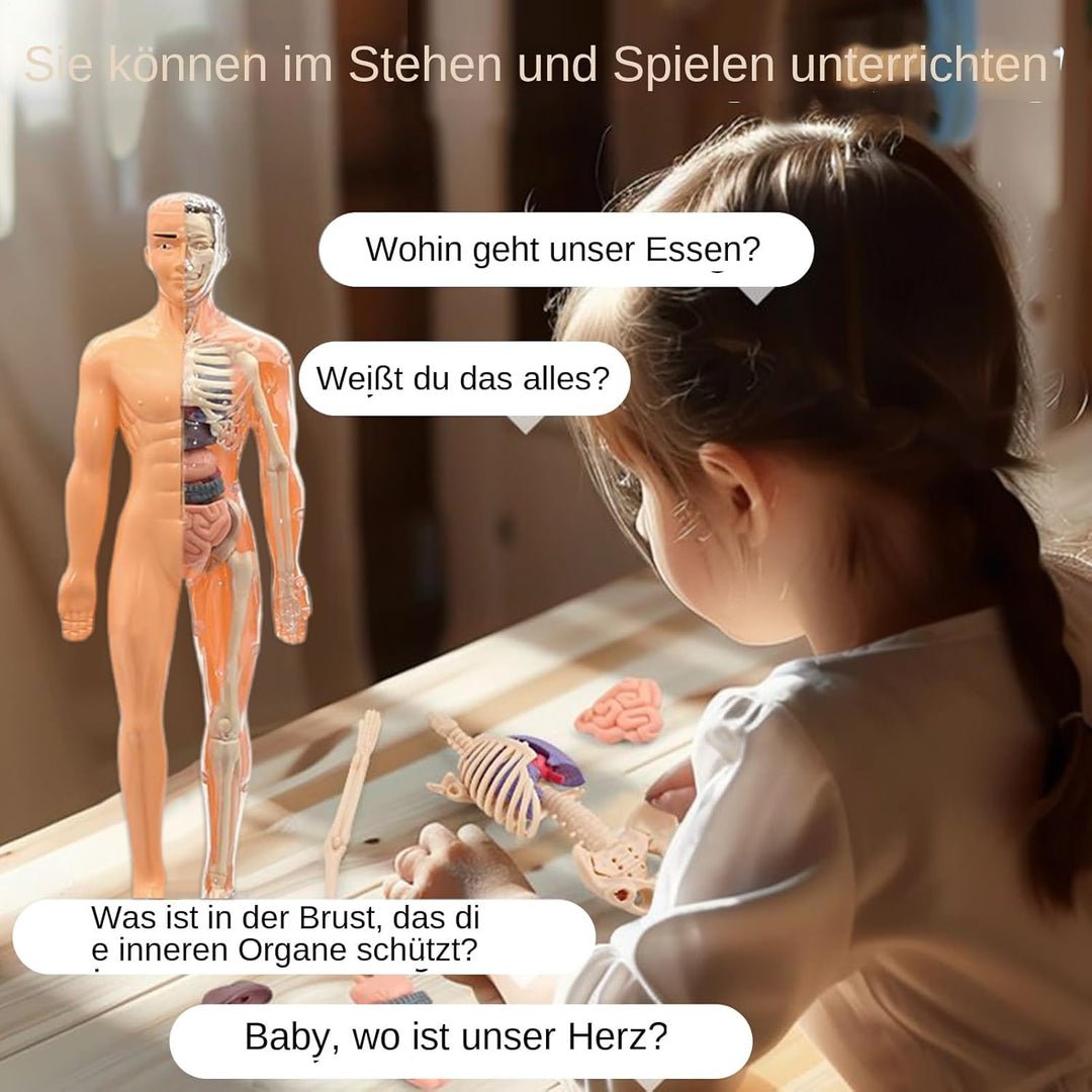 Anatomiemodell Für Kinder 3D | Menschlicher Torso Anatomisches Modell - Lehrreiches Bauspielzeug für