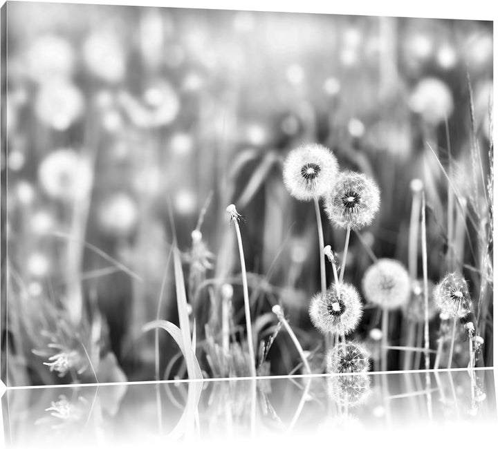 Pixxprint Pusteblumen auf Frühlingswiese / 100x70cm Leinwandbild bespannt auf Holzrahmen/Wandbild Ku