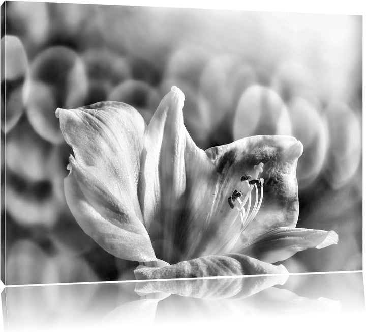 Pixxprint Sanfte Weisse Lilie / 100x70cm Leinwandbild bespannt auf Holzrahmen/Wandbild Kunstdruck De