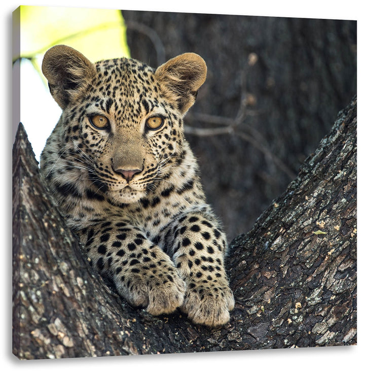 Pixxprint Leopardenbaby, Format: 70x70 auf Leinwand, XXL riesige Bilder fertig gerahmt mit Keilrahme