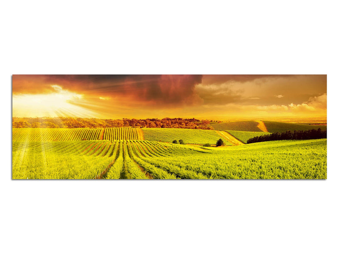 Paul Sinus Art Panoramabild auf Leinwand und Keilrahmen 150x50cm Australien Weinbaugebiet Sonnenunte