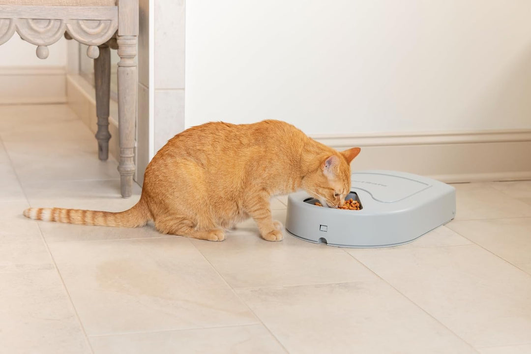 PetSafe Futterautomat für 5 Mahlzeiten für Hunde und Katzen, Futterspender, Mahlzeiten planen, 5 Sch