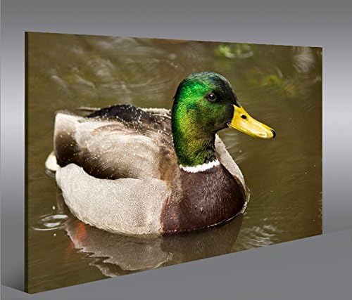 islandburner Bild Bilder auf Leinwand Erpel Ente Enten 1p XXL Poster Leinwandbild Wandbild Dekoartik