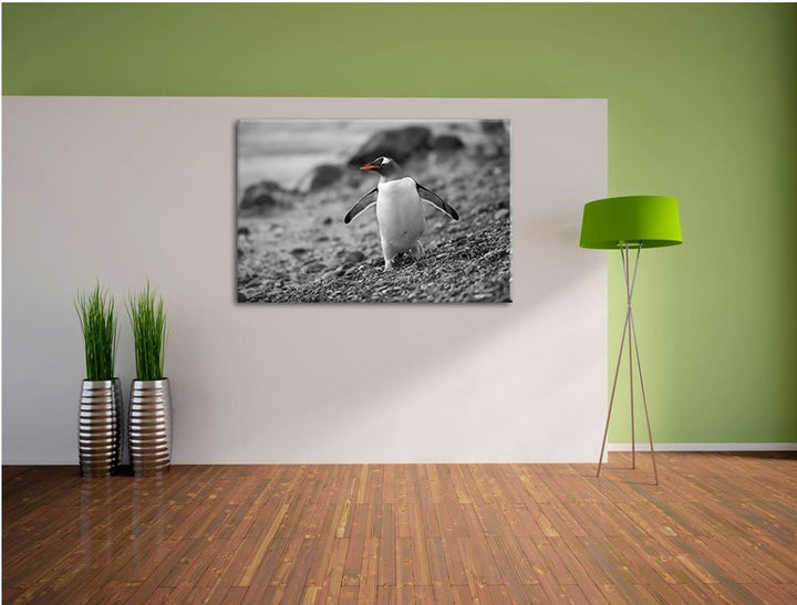 süsser Pinguin am Steinstrand schwarz/weiss Format: 100x70 auf Leinwand, XXL riesige Bilder fertig g