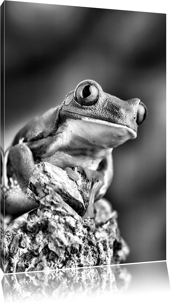 Pixxprint Grüner Rotaugen Frosch als Leinwandbild/Grösse: 100x70 / Wandbild/Kunstdruck/fertig bespan