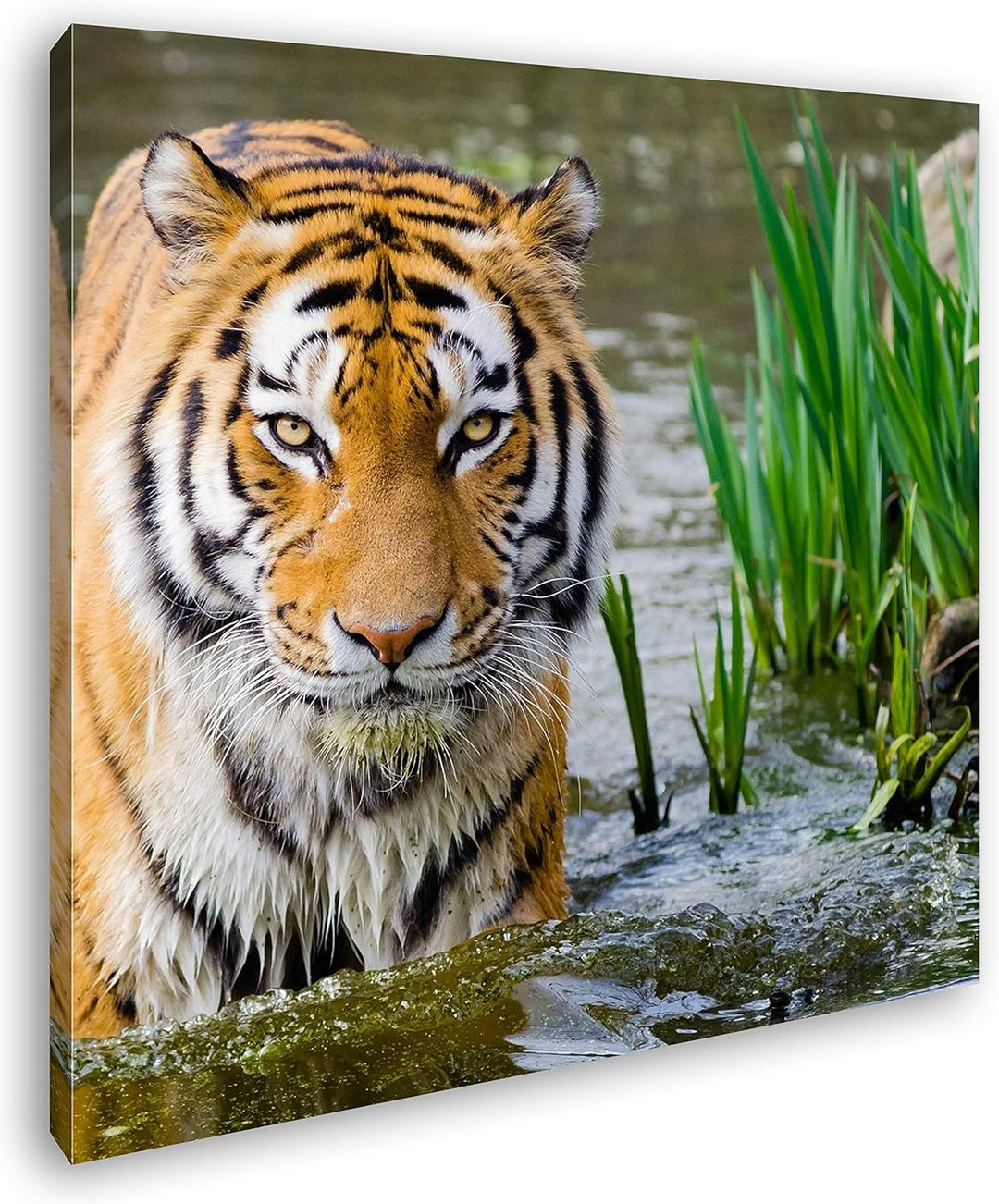 deyoli anmutiger Tiger im Wasser Format: 70x70 als Leinwandbild, Motiv fertig gerahmt auf Echtholzra
