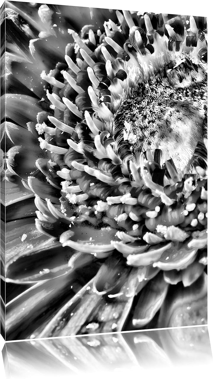 Pixxprint Monocrome, red Flower Gerbera Sunshine Gras Blumen, Format: 100x70 auf Leinwand, XXL riesi