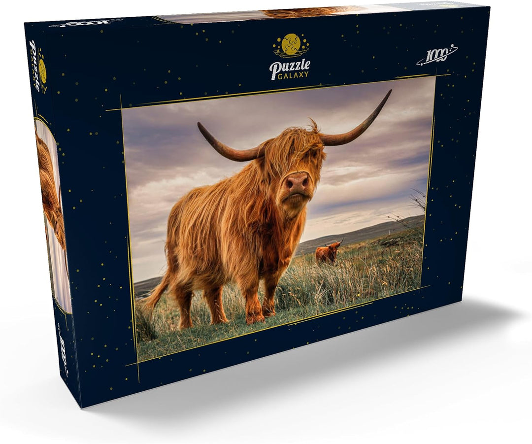 Highland Kühe an der Nordküste Schottlands - Premium 1000 Teile Puzzle - MyPuzzle Sonderkollektion v