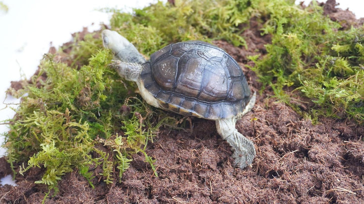 Schildkröten-Zubehörset 3-teilig, enthält Schildkröten-Einstreu, feuchtigkeitsspeicherndes Substrat