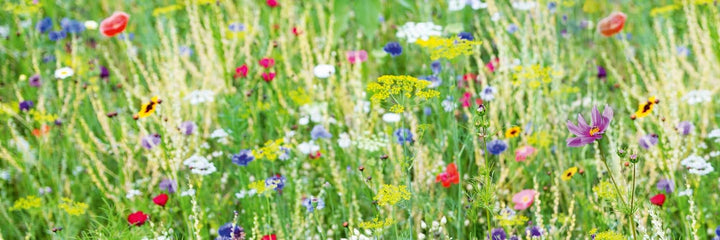 DIMEX Küchenrückwand Folie selbstklebend Wiese mit Blumen | Klebefolie - Dekofolie - Spritzschutz fü