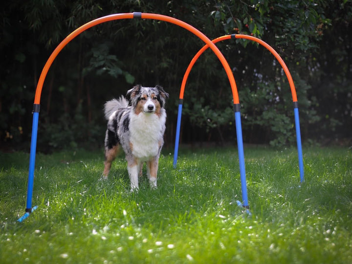 Lemodo Hoopers Set mit 2 Bögen, Agility Set, Steckhürden-Set mit Tasche, Hundesport, Hundetraining S