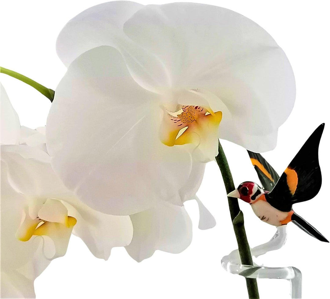 Orchideenstab, Stieglitz (normal) normale Ausführung ca. 48cm, normale Ausführung ca. 48cm