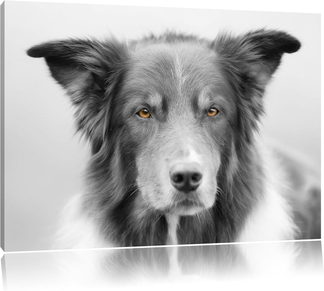 schöner Australien Shepherd Mischling schwarz/weiss Format: 100x70 auf Leinwand, XXL riesige Bilder