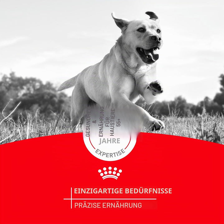 Royal Canin Dry Dog Food, Dachshund Formula, 10-Pound Bag by Royal Canin