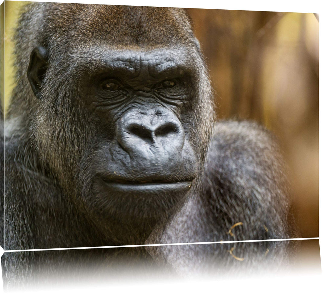 Pixxprint stolzer Gorilla auf Leinwand, XXL riesige Bilder fertig gerahmt mit Keilrahmen, Kunstdruck