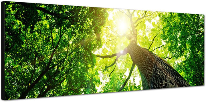 Paul Sinus Art Panoramabild auf Leinwand und Keilrahmen 150x50cm Baum Stamm Krone Sonnenstrahlen