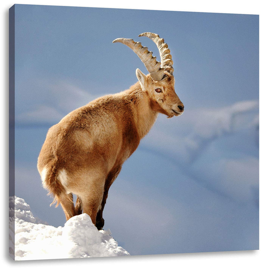 Steinbock im Schnee, Format: 70x70 auf Leinwand, XXL riesige Bilder fertig gerahmt mit Keilrahmen, K