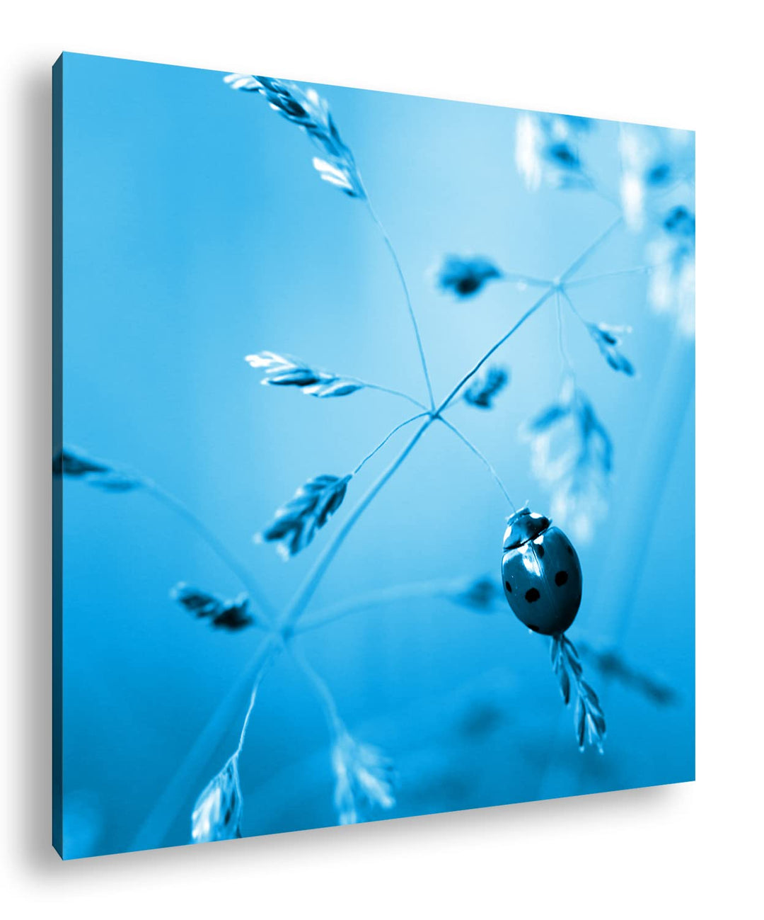 deyoli Kleiner roter Marienkäfer Format: 40x40 Effekt: Monocrome Blau als Leinwandbild, Motiv fertig