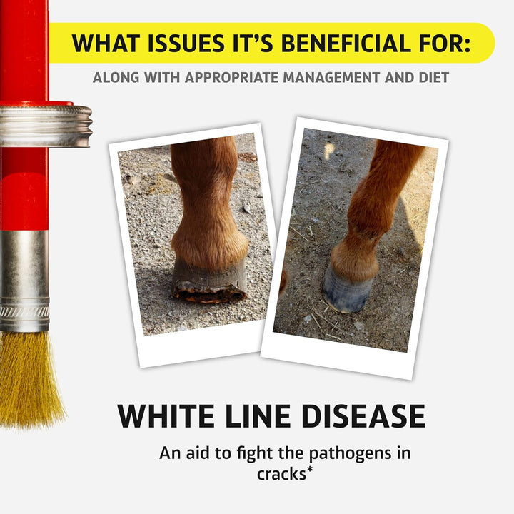 Hoof Doctor - White Line | Thrush | Abscesses | Quarter Crack | Seedy Toe | Sole Bruises - 100% All-