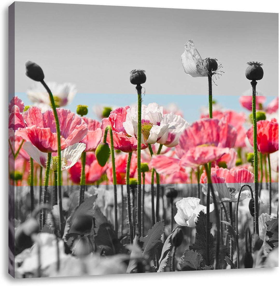 Pixxprint Blumenwiese Mohnblumen als Leinwandbild Quadratisch/Grösse: 70x70 / Wandbild/Kunstdruck/fe