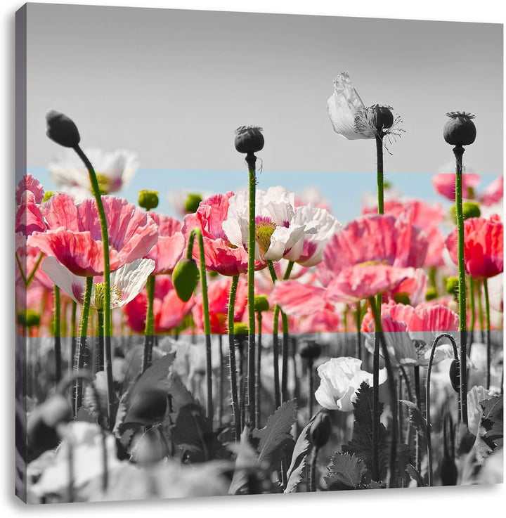 Pixxprint Blumenwiese Mohnblumen als Leinwandbild Quadratisch/Grösse: 70x70 / Wandbild/Kunstdruck/fe