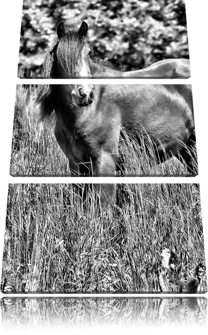 Pixxprint Braunes Pferd auf Wiese als Leinwandbild/Grösse: 3 Teilig (120x80) cm/Wandbild/Kunstdruck/