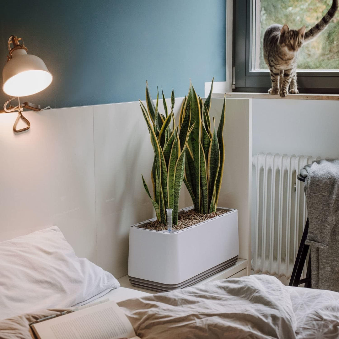 AIRY System L inkl. 3 Bogenhanfe &amp; Airy Base Substrat • Natürlicher Luftreiniger eliminiert Schadsto