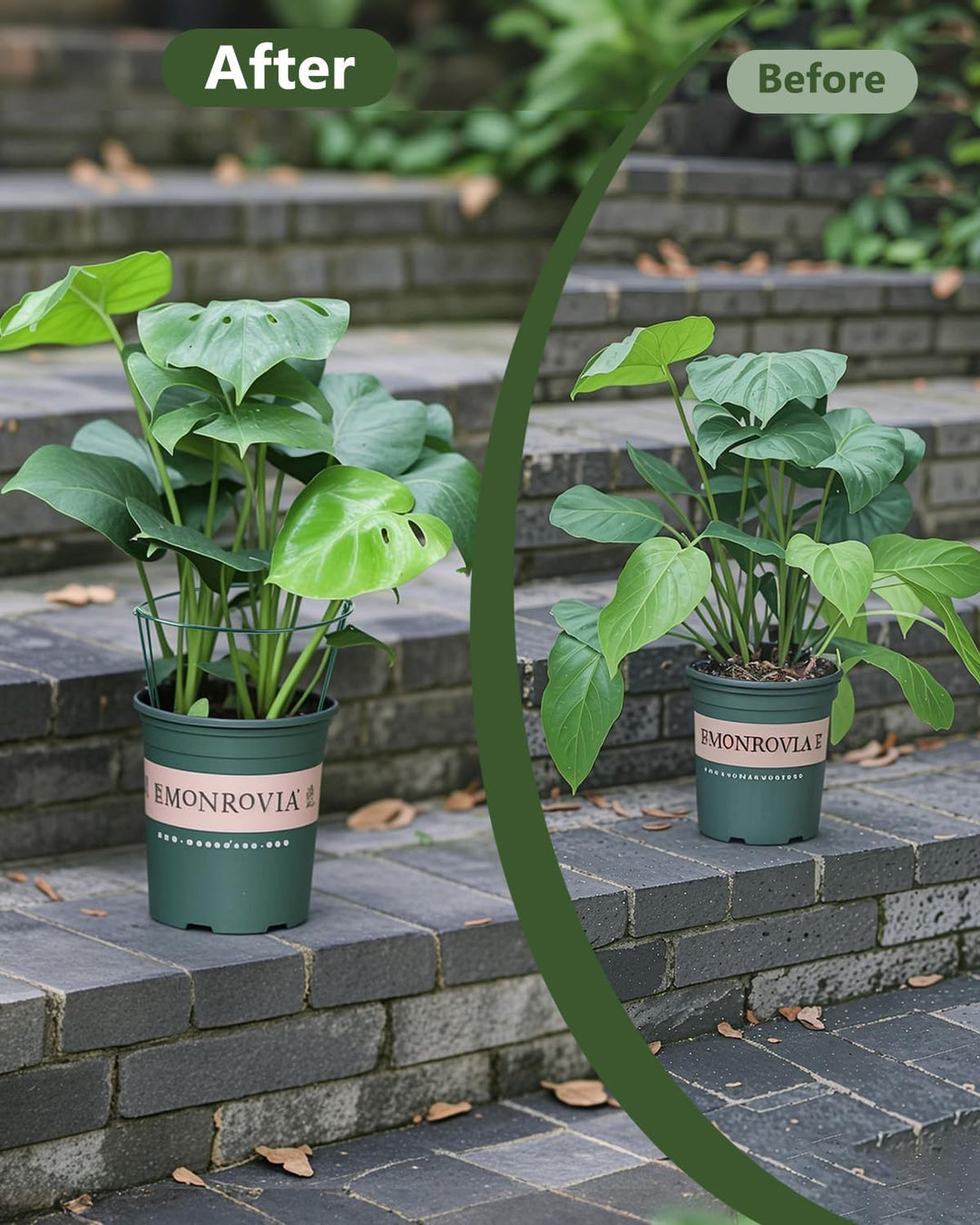 Pflanzenstütze Ringkäfige, SproutMaven 10 Stück Metall Halbrunde Garten Pflanzenhalter Blumenstütze