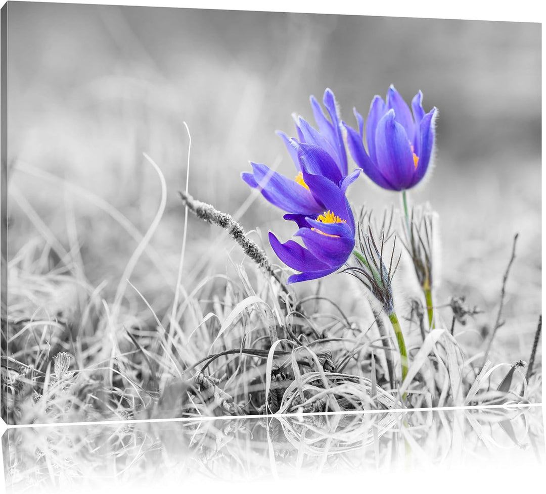 Pixxprint schöne Krokusse als Leinwandbild | Grösse: 100x70 cm | Wandbild | Kunstdruck | fertig besp