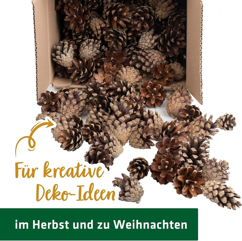 GARDIGO® Kiefernzapfen - ca. 80 Stück I Füllmaterial für Insektenhotel I Tannenzapfen zum Basteln vo