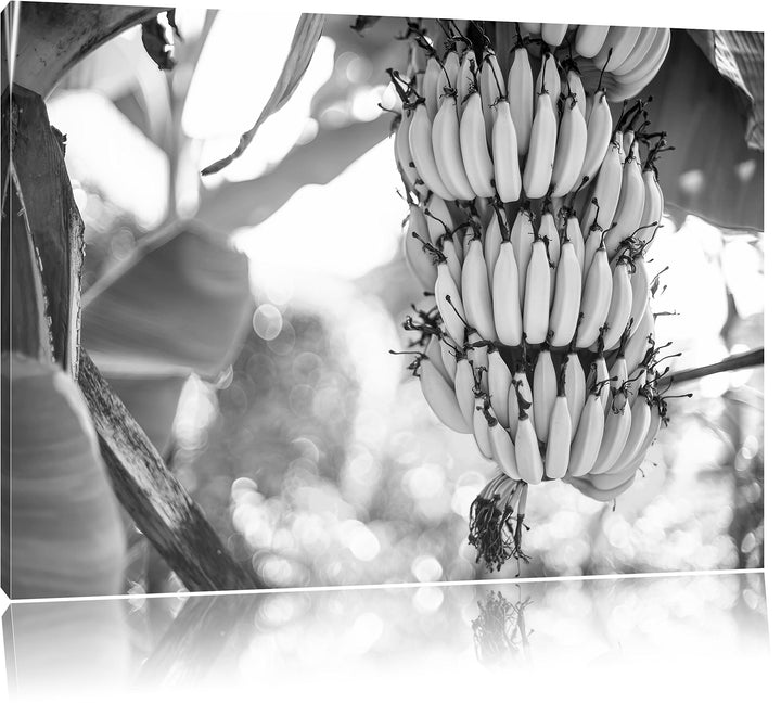 Pixxprint Bananen am Baum / 100x70cm Leinwandbild bespannt auf Holzrahmen/Wandbild Kunstdruck Dekora