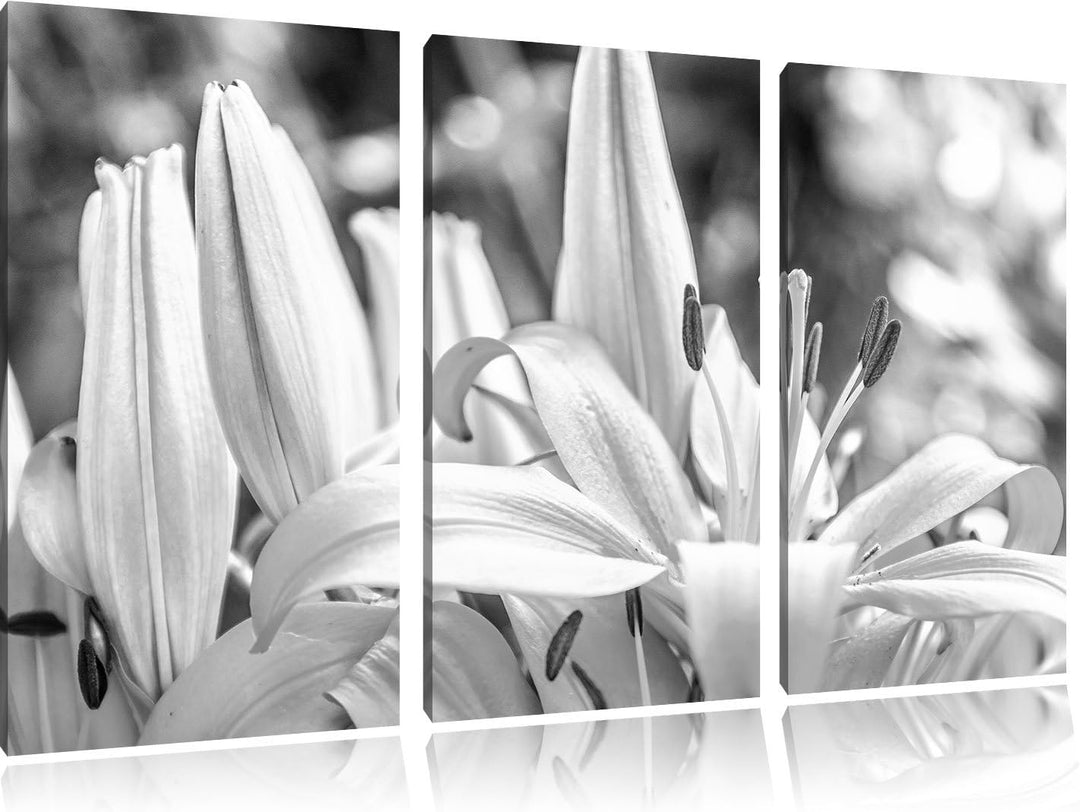Pixxprint schöne orangene Lilien Kunst B&W als Leinwandbild/Grösse: 3 Teilig (120x80) / Wandbild/Kun