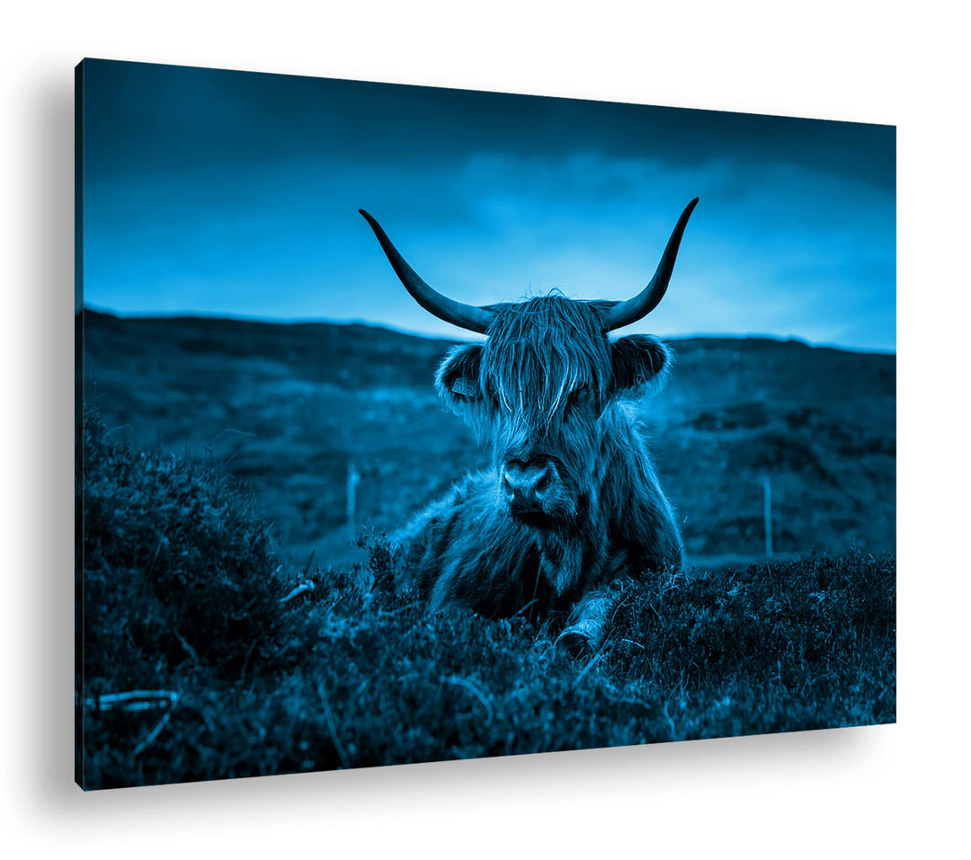 deyoli pelziges Rind auf schottischer Landschaft Format 80x60 Effekt: Monocrome Blau als Leinwandbil