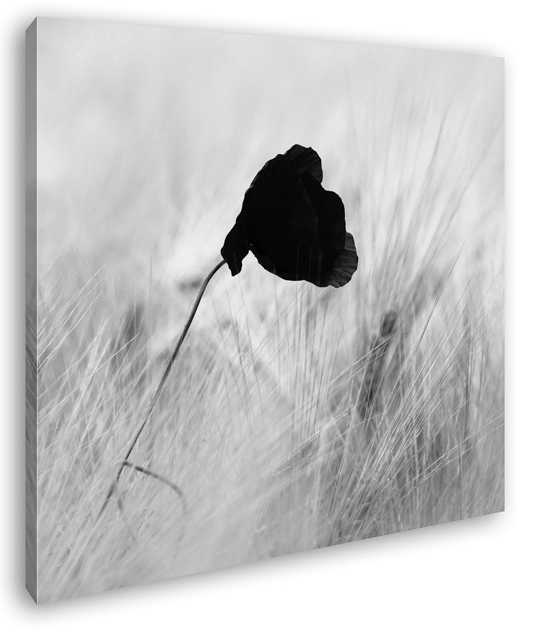 deyoli roter Mohnblumen im Weizenfeld Format: 60x60 Effekt: Schwarz&Weiss als Leinwandbild, Motiv au