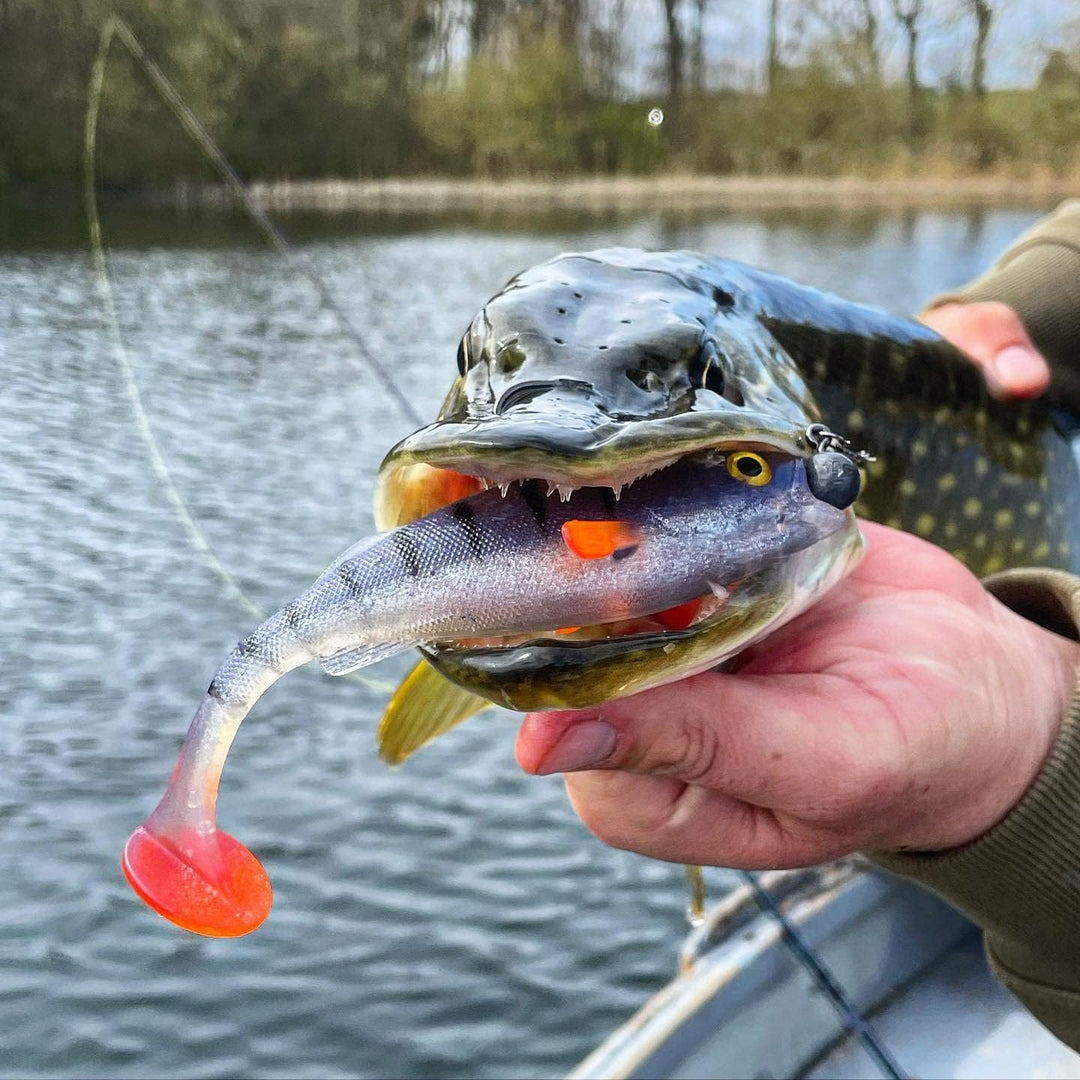 LMAB KØFI Perch Shad 7 cm (KÖFI) Farbe Green Pumpkin Chartreuse