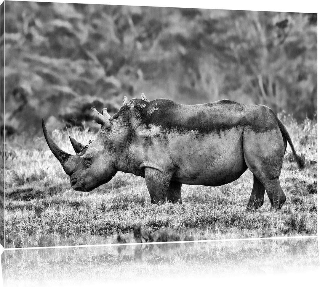 Pixxprint grosses Nashorn in der Savanne / 100x70cm Leinwandbild bespannt auf Holzrahmen/Wandbild Ku