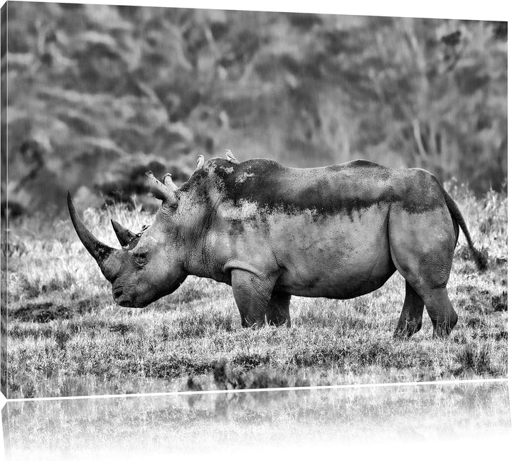 Pixxprint grosses Nashorn in der Savanne / 100x70cm Leinwandbild bespannt auf Holzrahmen/Wandbild Ku