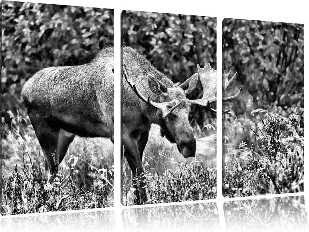 Pixxprint Monocrome, Grosser Elch 3-Teiler Leinwandbild 120x80 Bild auf Leinwand